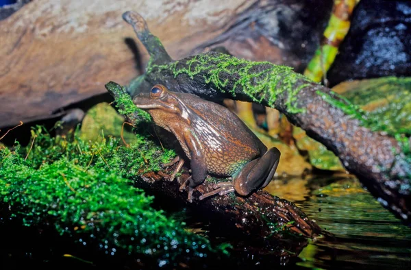 The green and golden bell frog (Ranoidea aurea), also named the green bell frog, green and golden swamp frog and green frog, is a ground-dwelling tree frog native to eastern Australia