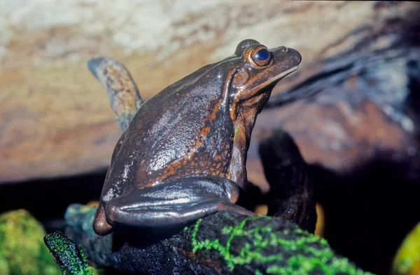 The green and golden bell frog (Ranoidea aurea), also named the green bell frog, green and golden swamp frog and green frog, is a ground-dwelling tree frog native to eastern Australia