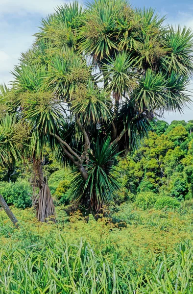 Nkau Nikau Uma Palmeira Endêmica Nova Zelândia Única Palmeira Nativa — Fotografia de Stock