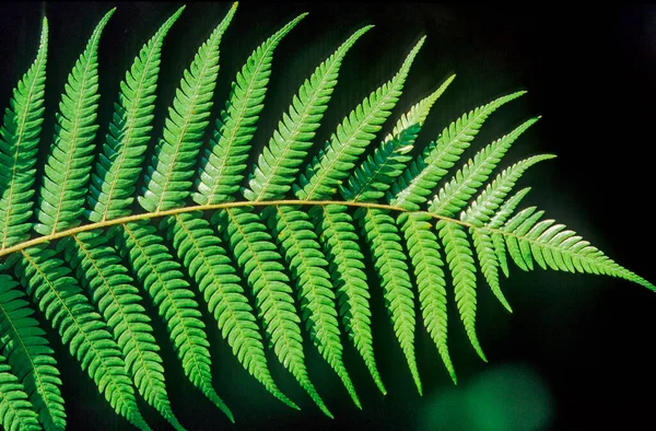 Cyathea Dealbata Uma Espécie Samambaia Gênero Cyathea Pertencente Família Asteraceae — Fotografia de Stock