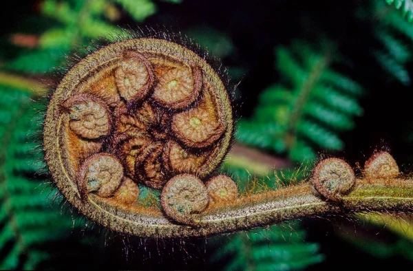 Sphaeropteris Medullaris Synonym Cyathea Medullaris Commonly Known Mamaku Black Tree — Stock Photo, Image