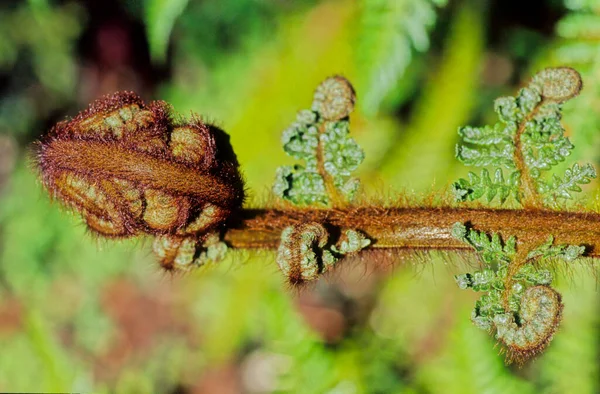 Sphaeropteris Medullaris Синоним Cyathea Medullaris Широко Известный Mamaku Папоротник Черного — стоковое фото