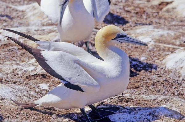 Der Australasiatische Basstölpel Morus Serrator Auch Als Australischer Basstölpel Oder — Stockfoto