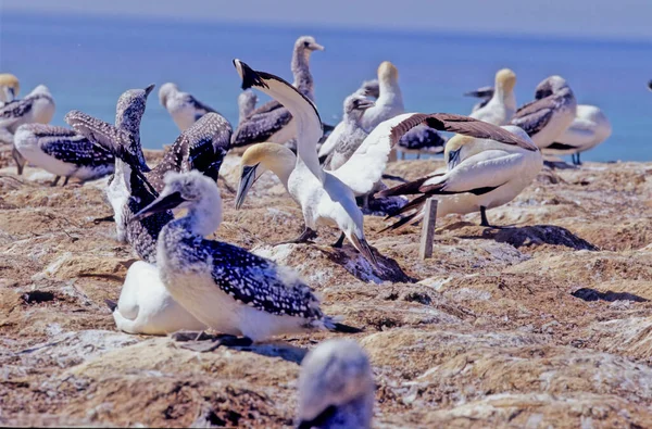 Der Australasiatische Basstölpel Morus Serrator Auch Als Australischer Basstölpel Oder — Stockfoto