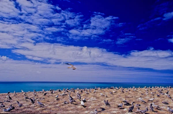 Австралийский Окунь Morus Serrator Известный Австралийский Окунь Tkapu Является Большой — стоковое фото