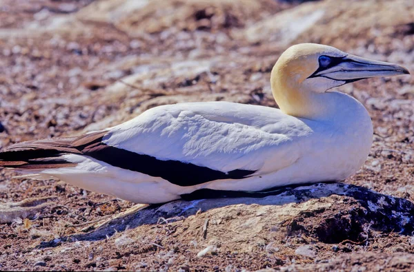 Der Australasiatische Basstölpel Morus Serrator Auch Als Australischer Basstölpel Oder — Stockfoto