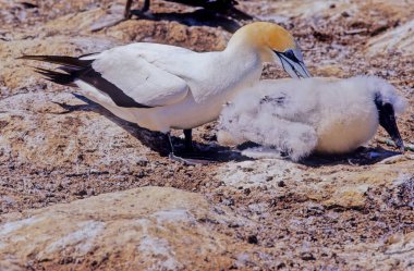 Avustralyalı sümsük kuşu Morus serrator (Avustralya sümsük kuşu veya tkapu olarak da bilinir), sümsük kuşu ve sümsük kuşu familyasından büyük bir deniz kuşudur..