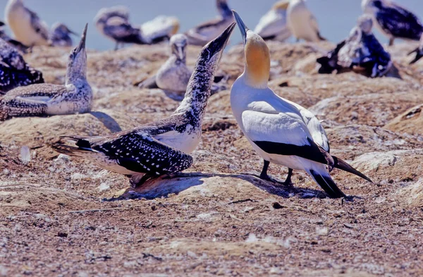 Der Australasiatische Basstölpel Morus Serrator Auch Als Australischer Basstölpel Oder — Stockfoto