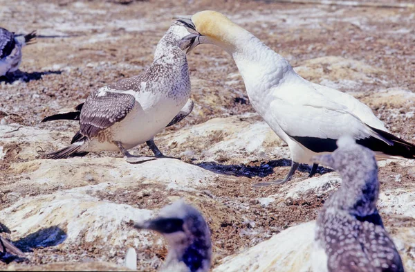 Der Australasiatische Basstölpel Morus Serrator Auch Als Australischer Basstölpel Oder — Stockfoto