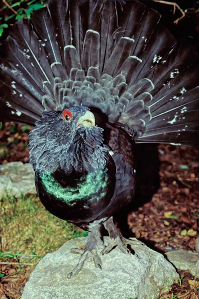 Δυτική Capercaillie Tetrao Urogallus Επίσης Γνωστή Ευρασιατική Capercaillie Αγριόγαλος Κόκορας — Φωτογραφία Αρχείου