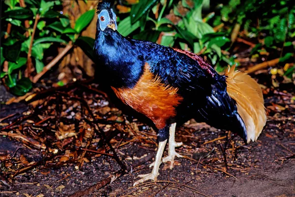 山鸡是一种中等大小 长达70厘米的森林野鸡 有孔雀一样的黑色尖顶 蓝色的黑色羽毛 红褐色的臀部 黑色的外尾羽 红色的虹膜和光秃秃的蓝色皮肤 — 图库照片