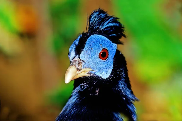 Gallirallus Australis Uma Espécie Ave Família Dos Carris Que Não — Fotografia de Stock