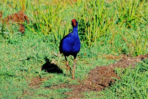 Weka Известный Мори Курица Woodhen Gallirallus Australis Является Летающих Птиц — стоковое фото