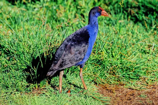 Віка Також Відома Mori Hen Або Woodhen Gallirallus Australis Нелітаючий — стокове фото