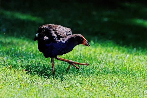 Weka Gallirallus Australis Est Une Espèce Oiseau Famille Des Râles — Photo