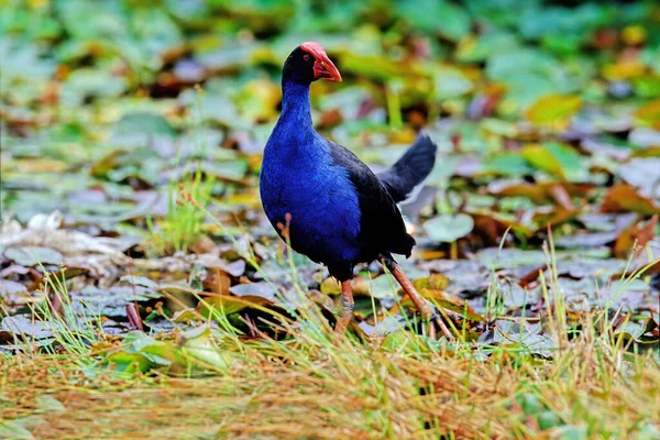 Weka Mori Hen Gallirallus Australis 은날지 못하는 일종이다 — 스톡 사진