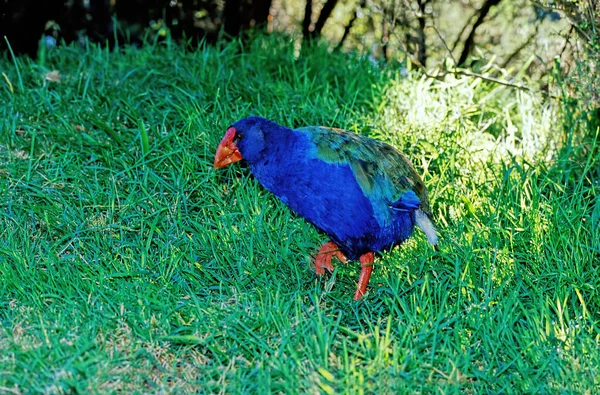 Weka Gallirallus Australis Est Une Espèce Oiseau Famille Des Râles — Photo