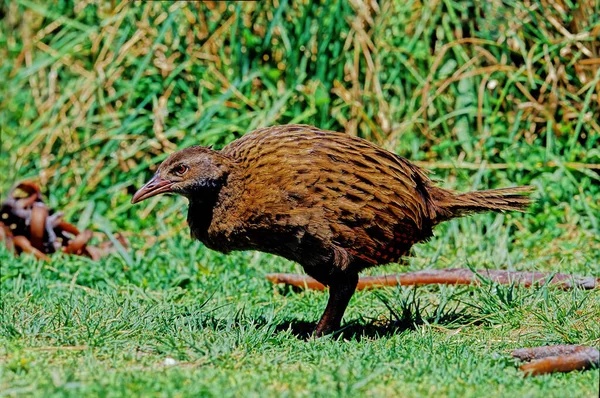 Γουέκα Weka Hen Woodhen Gallirallus Australis Είναι Ένα Πουλί Χωρίς — Φωτογραφία Αρχείου