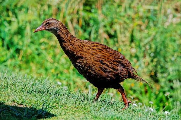 Γουέκα Weka Hen Woodhen Gallirallus Australis Είναι Ένα Πουλί Χωρίς — Φωτογραφία Αρχείου