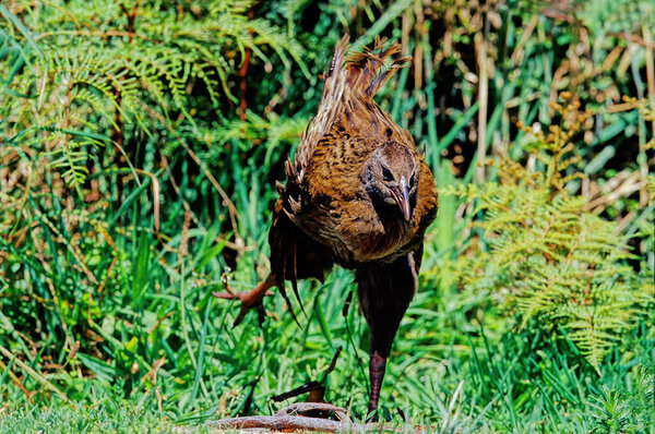 The weka also known as the Mori hen or woodhen (Gallirallus australis) is a flightless bird species of the rail family.