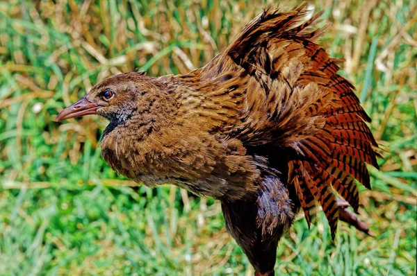 Γουέκα Weka Hen Woodhen Gallirallus Australis Είναι Ένα Πουλί Χωρίς — Φωτογραφία Αρχείου