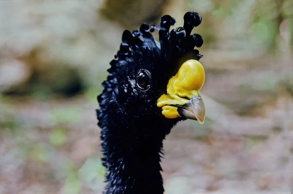 Gran Curassow Crax Rubra Ave Grande Similar Faisán Las Selvas — Foto de Stock