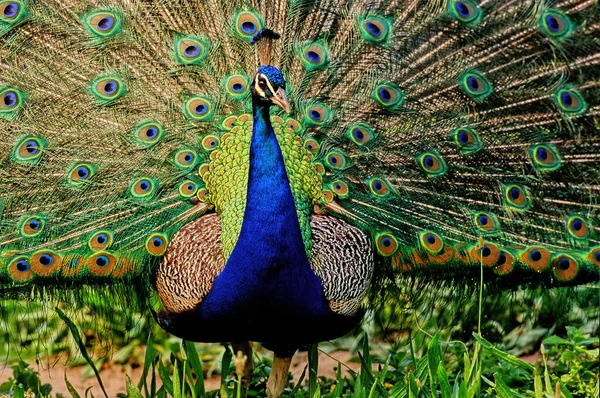 Pavão Índia Pavo Cristatus Também Conhecida Como Pavão Comum Uma — Fotografia de Stock