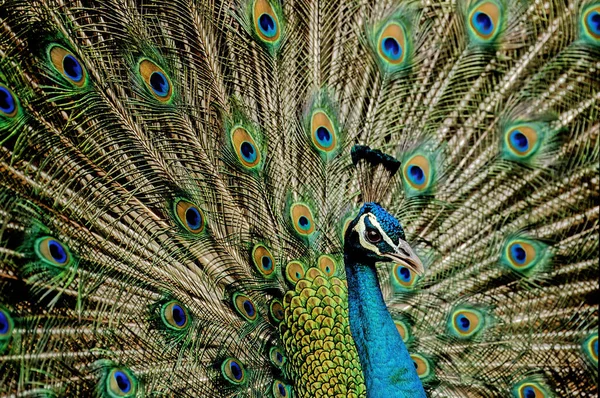Hint Peafbaykuşu Pavo Cristatus Bilinen Adıyla Peafowl Mavi Peafowl Hindistan — Stok fotoğraf