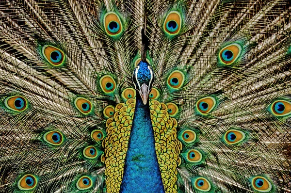 Indian Peafowl Pavo Cristatus Also Known Common Peafowl Blue Peafowl — Stock Photo, Image