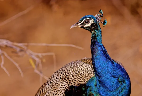 Pavão Índia Pavo Cristatus Também Conhecida Como Pavão Comum Uma — Fotografia de Stock