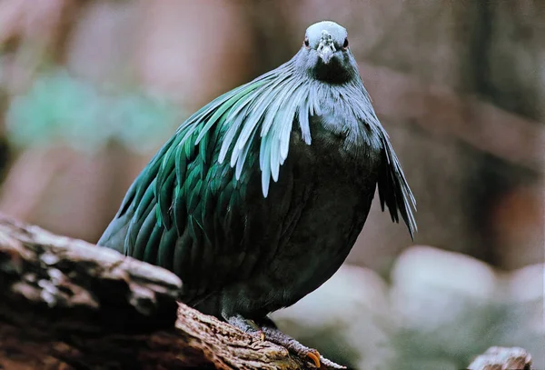 Die Nikobarentaube Ist Ein Vogel Der Auf Kleinen Inseln Und — Stockfoto