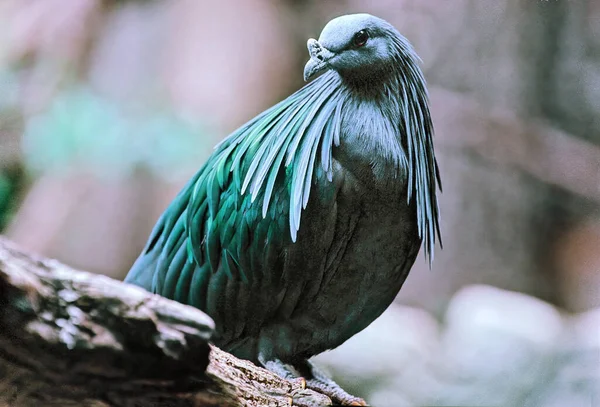 Pombo Nicobar Pássaro Encontrado Pequenas Ilhas Regiões Costeiras Das Ilhas — Fotografia de Stock