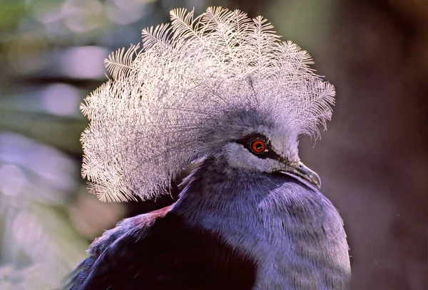 西方王冠鸽 Goura Cristata 也被称为普通王冠鸽或蓝冠鸽 — 图库照片