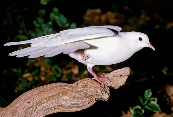 Release Dove Also Called White Pigeon Usually Domestic Rock Dove — Stock Photo, Image