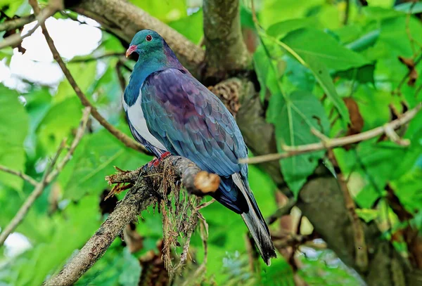 Columba Palumbus Uma Espécie Pombo Família Columbidae — Fotografia de Stock