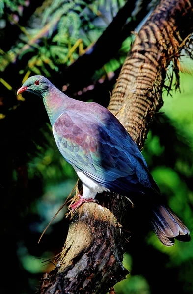 Den Gemensamma Träduvan Columba Palumbus Stor Art Duv Och Duvfamiljen — Stockfoto