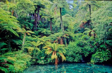 Paradise Valley Springs, Yeni Zelanda 'nın yerlileri arasında yer alan doğal bir vadide geçen ödüllü Alabalık ve Vahşi Yaşam Parkı..