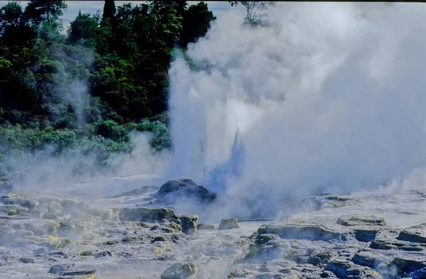 Pohutu Geyser Een Geiser Whakarewarewa Thermal Valley Rotorua Het Noordereiland — Stockfoto