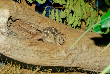 The northern quoll (Dasyurus hallucatus), also known as the northern native cat, the North Australian native cat or the satanellus is a carnivorous marsupial native to Australia.