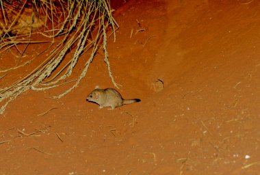 The crest-tailed mulgara (Dasycercus cristicauda), is a small to medium-sized Australian carnivorous marsupial and a member of the family Dasyuridae (meaning 