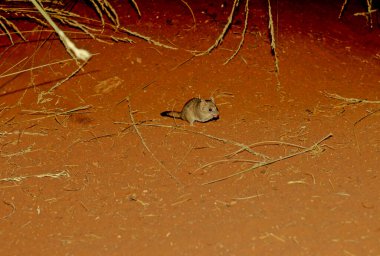 The crest-tailed mulgara (Dasycercus cristicauda), is a small to medium-sized Australian carnivorous marsupial and a member of the family Dasyuridae (meaning 