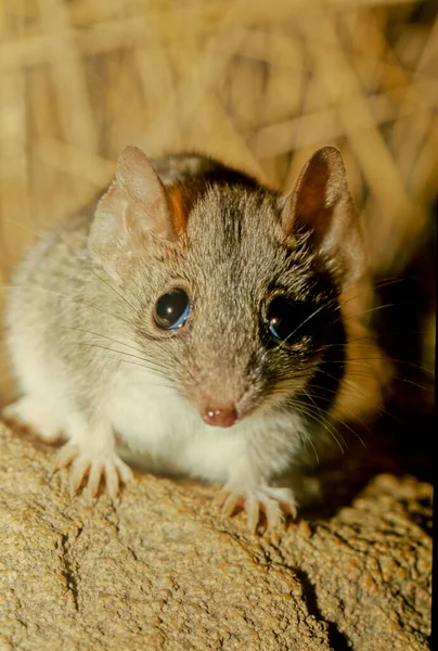 Antechinus Genus Small Dasyurid Marsupial Endemic Australia — Fotografia de Stock