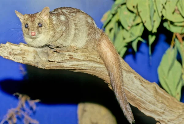 Northern Quoll Dasyurus Hallucatus Also Known Northern Native Cat North — Stok fotoğraf