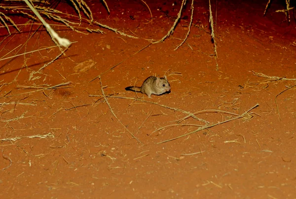 Crest Tailed Mulgara Dasycercus Cristicauda Small Medium Sized Australian Carnivorous — Fotografia de Stock