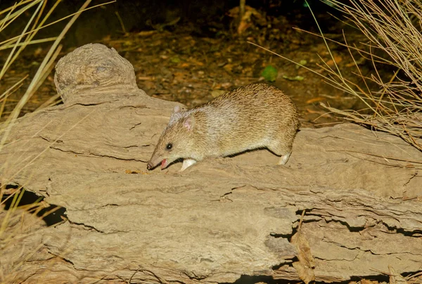 Golden Bandicoot Isoodon Auratus Yolngu Wan Kurra Short Nosed Bandicoot — Stock Fotó