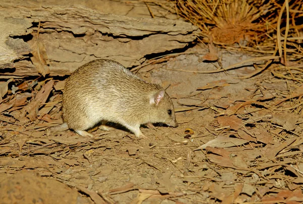 Золотий Бандит Isoodon Auratus Yolngu Wan Kurra Коротконосий Бандит Поширений — стокове фото