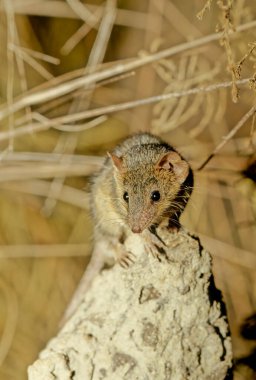 The common planigale (Planigale maculata), also known as the pygmy planigale or the coastal planigale