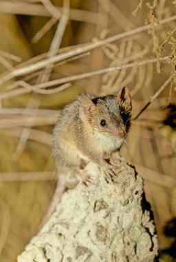 The common planigale (Planigale maculata), also known as the pygmy planigale or the coastal planigale