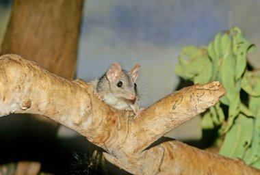 The brush-tailed phascogale (Phascogale tapoatafa), also known by its Australian native name tuan clipart