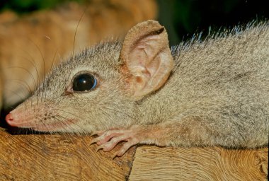 The brush-tailed phascogale (Phascogale tapoatafa), also known by its Australian native name tuan